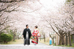 桜ウェディングフォト 福井県で和装ロケーションフォトをお考えの方へ