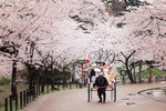 [人気]滋賀県での桜プランご紹介します。ご予約はお早めに