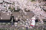 [京都]桜シーズンのご予約はお早めに